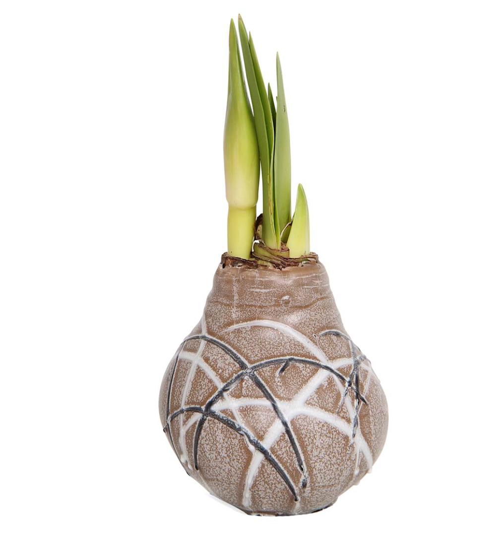 Plow &amp; Hearth Home Accents | Indoor Living Waxed Self-Contained Amaryllis Flower Bulb Gift - Black With Snow