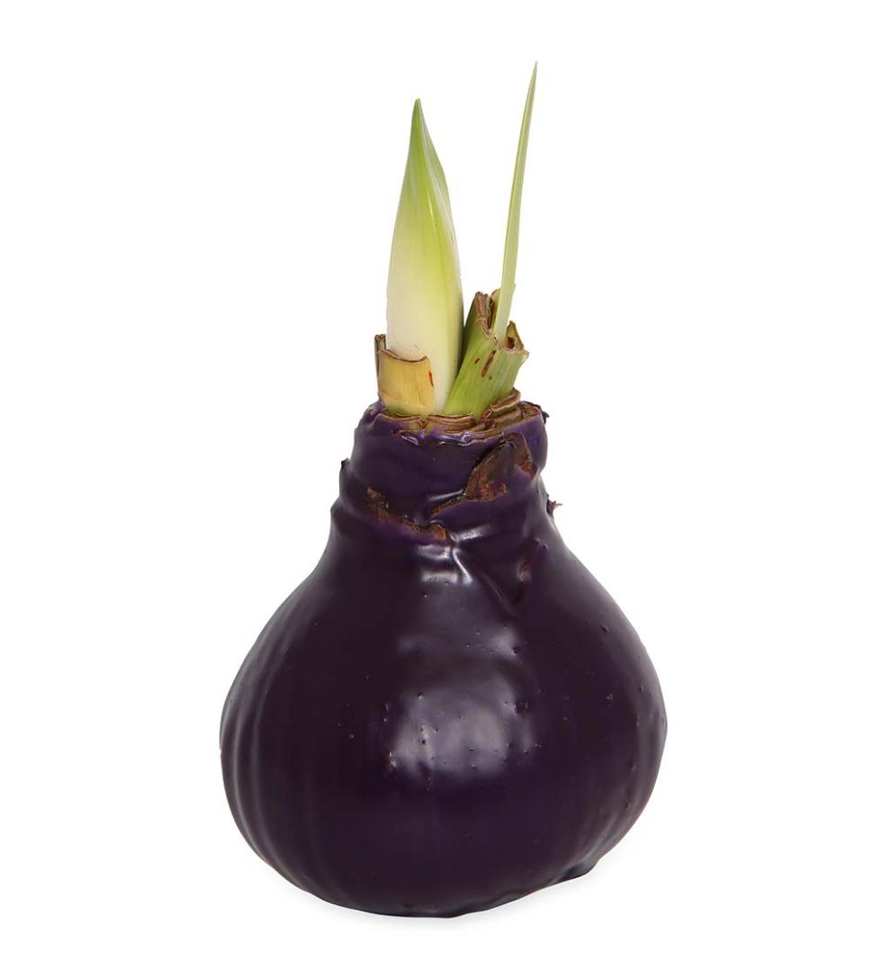 Plow &amp; Hearth Home Accents | Indoor Living Waxed Self-Contained Amaryllis Flower Bulb Gift - Black With Snow