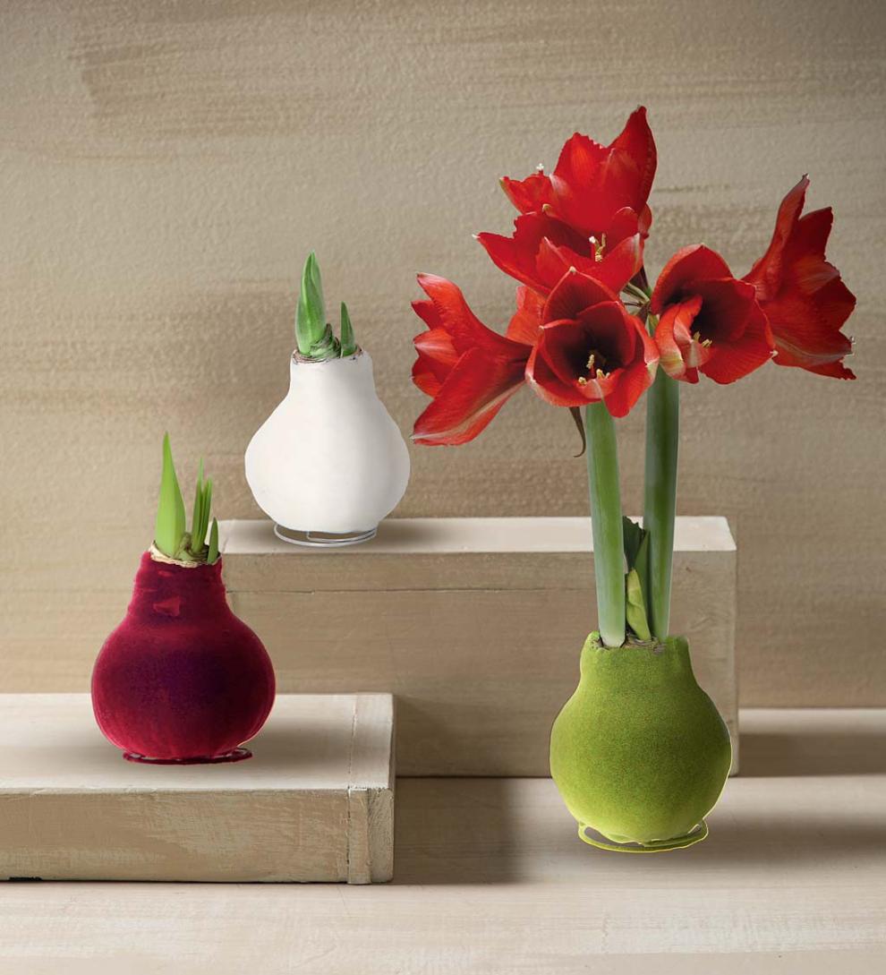 Plow &amp; Hearth Home Accents | Indoor Living Waxed Self-Contained Amaryllis Flower Bulb Gift With Velvet Finish - Bordeaux