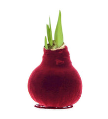 Plow &amp; Hearth Home Accents | Indoor Living Waxed Self-Contained Amaryllis Flower Bulb Gift With Velvet Finish - Bordeaux