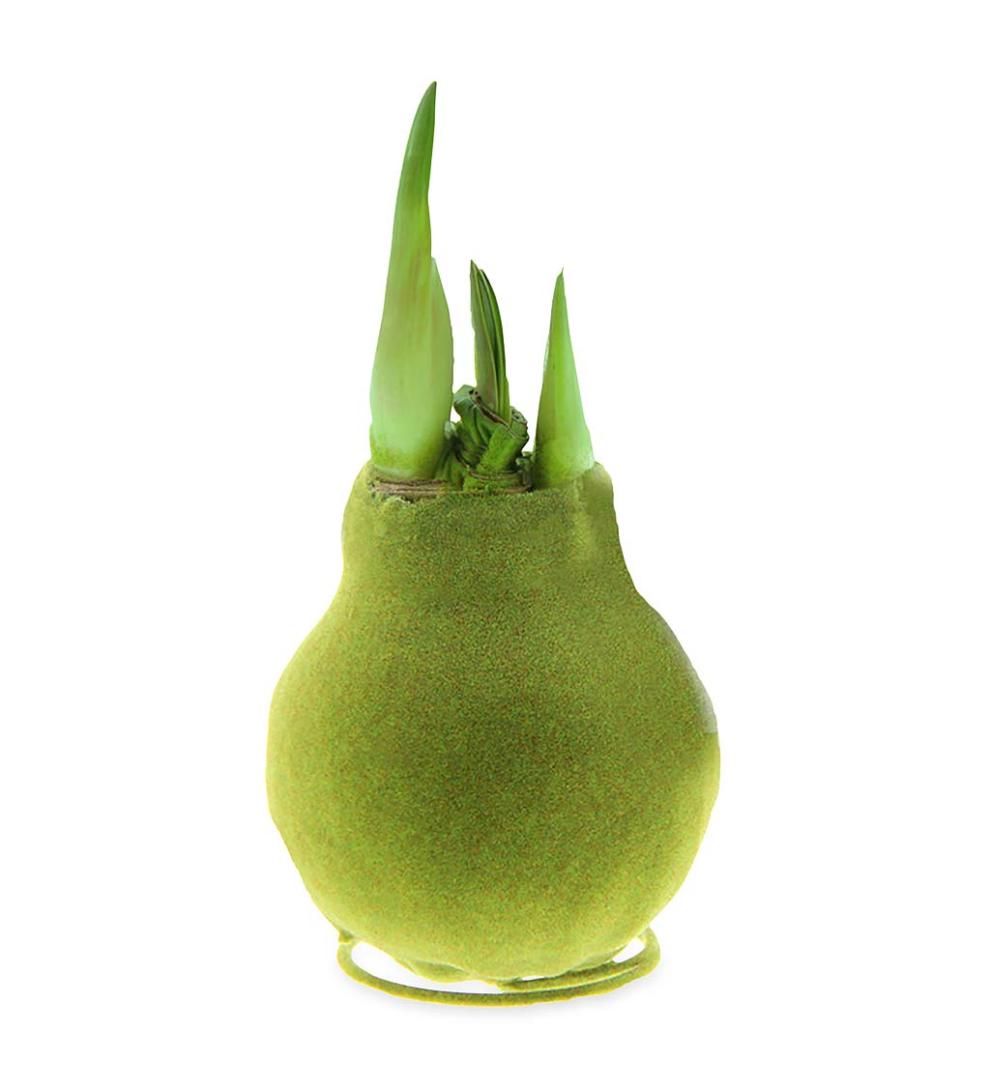 Plow &amp; Hearth Home Accents | Indoor Living Waxed Self-Contained Amaryllis Flower Bulb Gift With Velvet Finish - Bordeaux