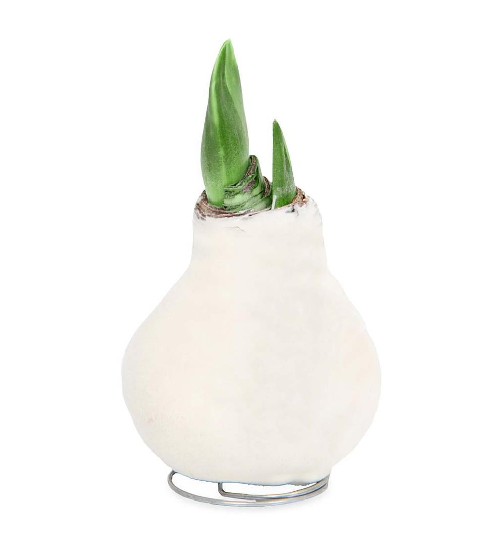 Plow &amp; Hearth Home Accents | Indoor Living Waxed Self-Contained Amaryllis Flower Bulb Gift With Velvet Finish - Bordeaux