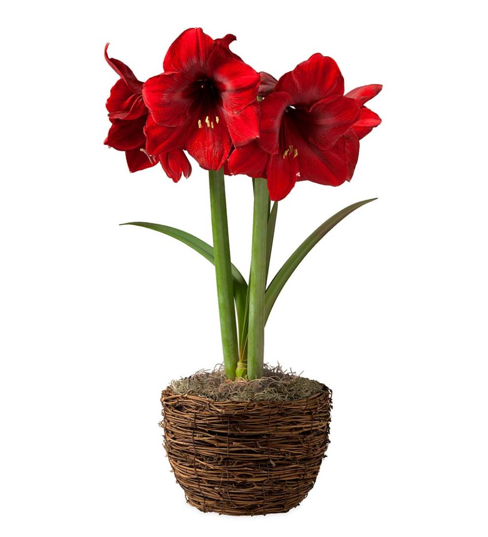 Plow &amp; Hearth Garden Accents | Indoor Living Potted 'Merry Christmas' Amaryllis Bulb In Woven Basket
